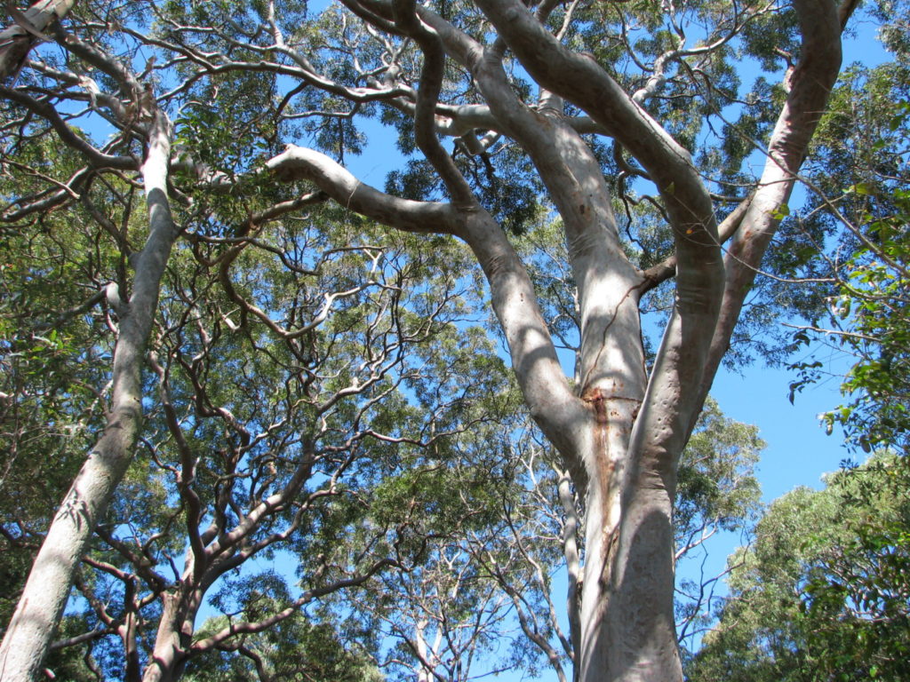 Balls Head Reserve 7