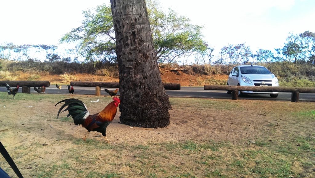Salt Lake Camp ground rooster