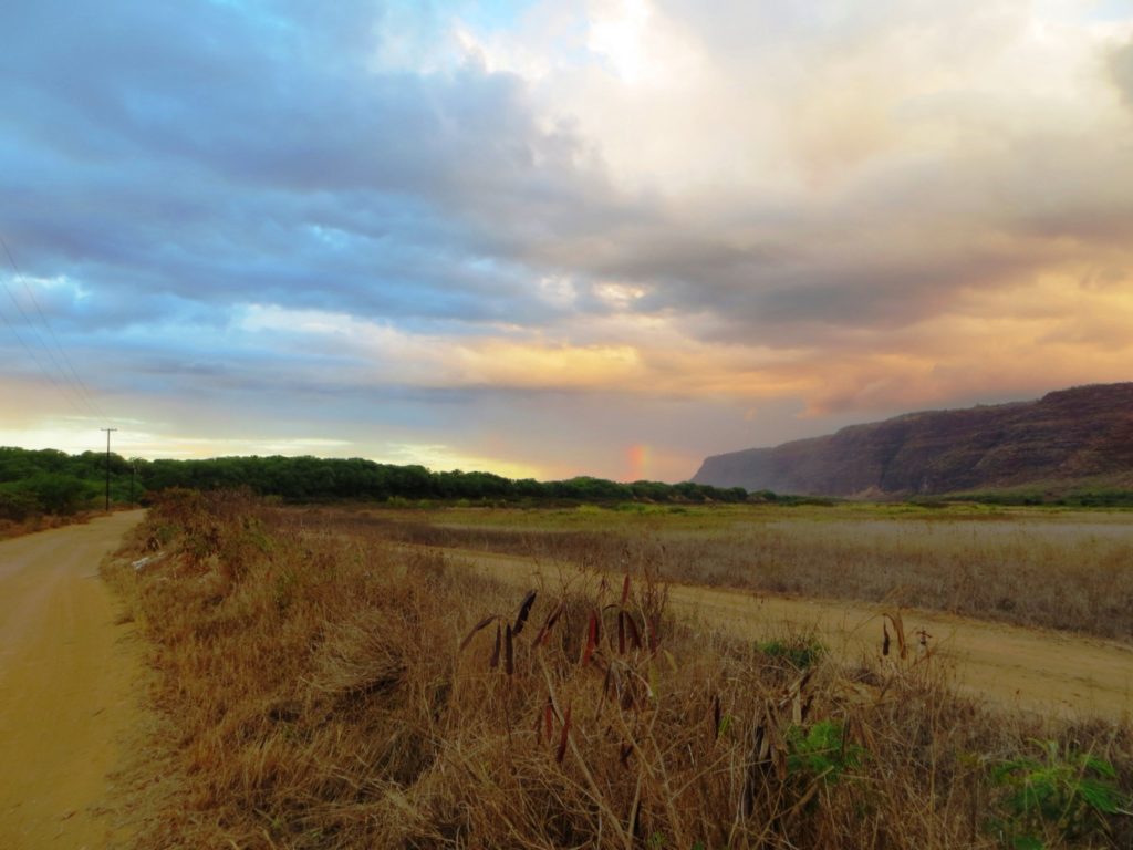 Road leading to Polihale camp site