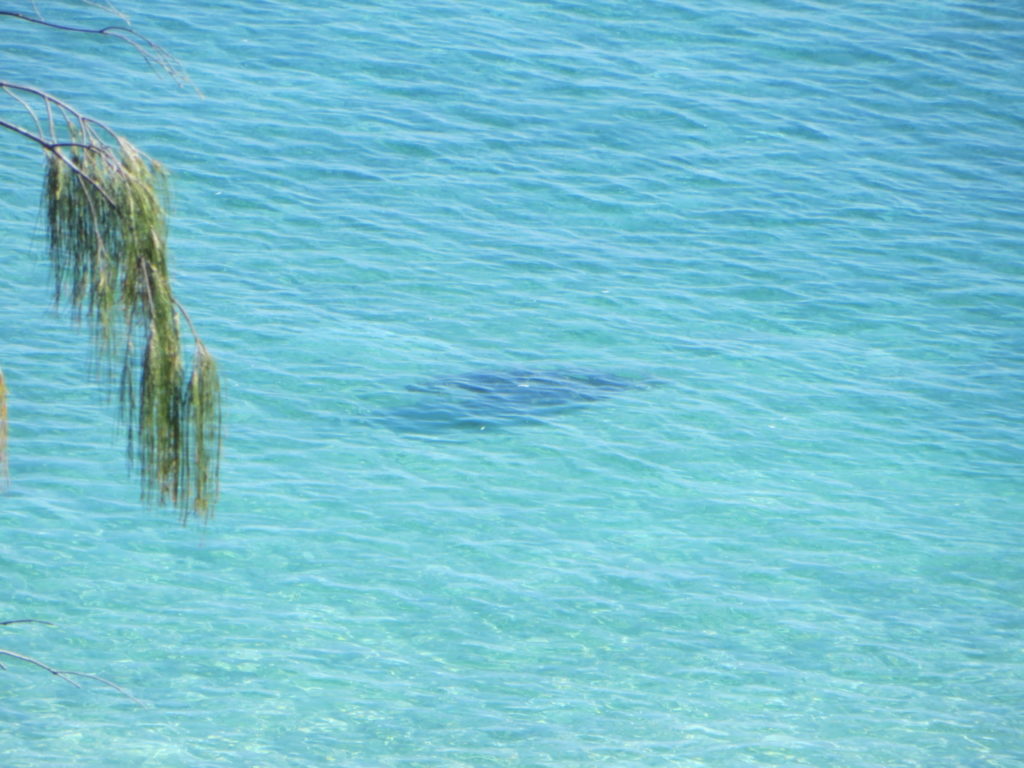 Lady Musgrave Island Turtle