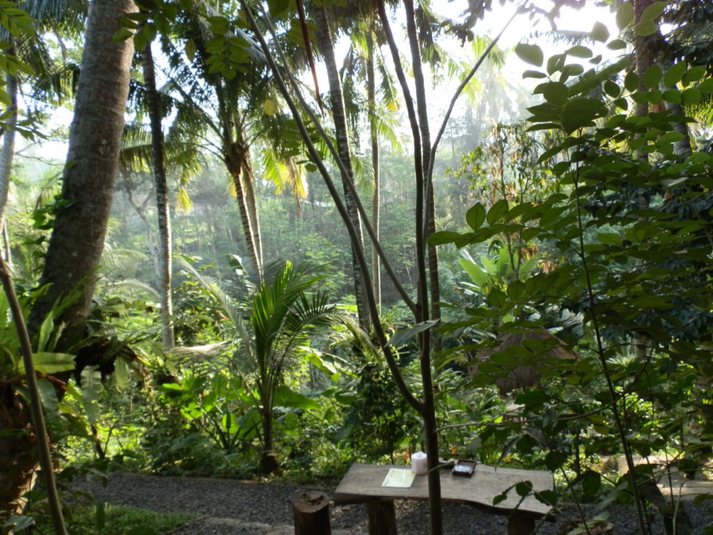 Coffee Place Bali Civet