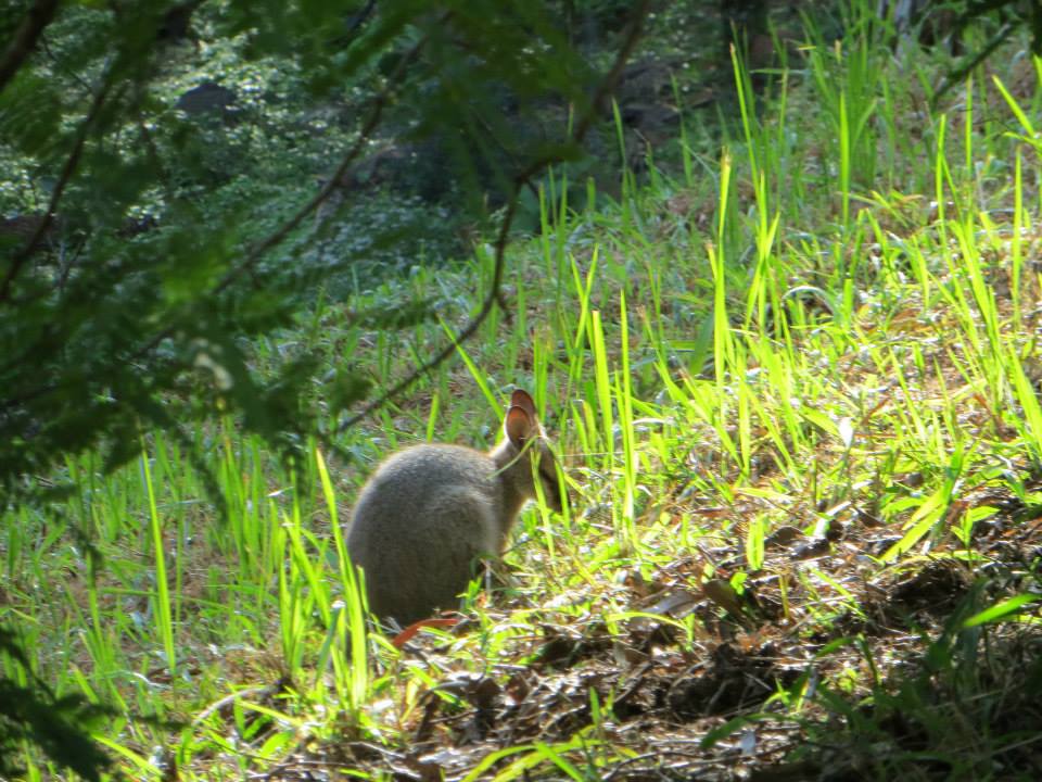 Wallaby Billen Eco Community