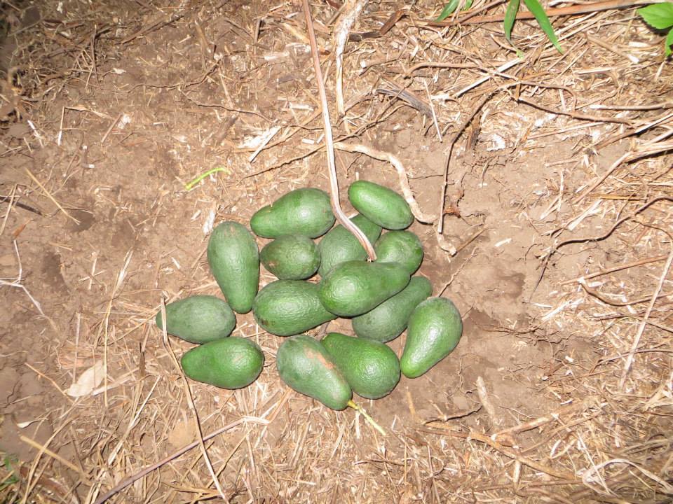 Avocado haul