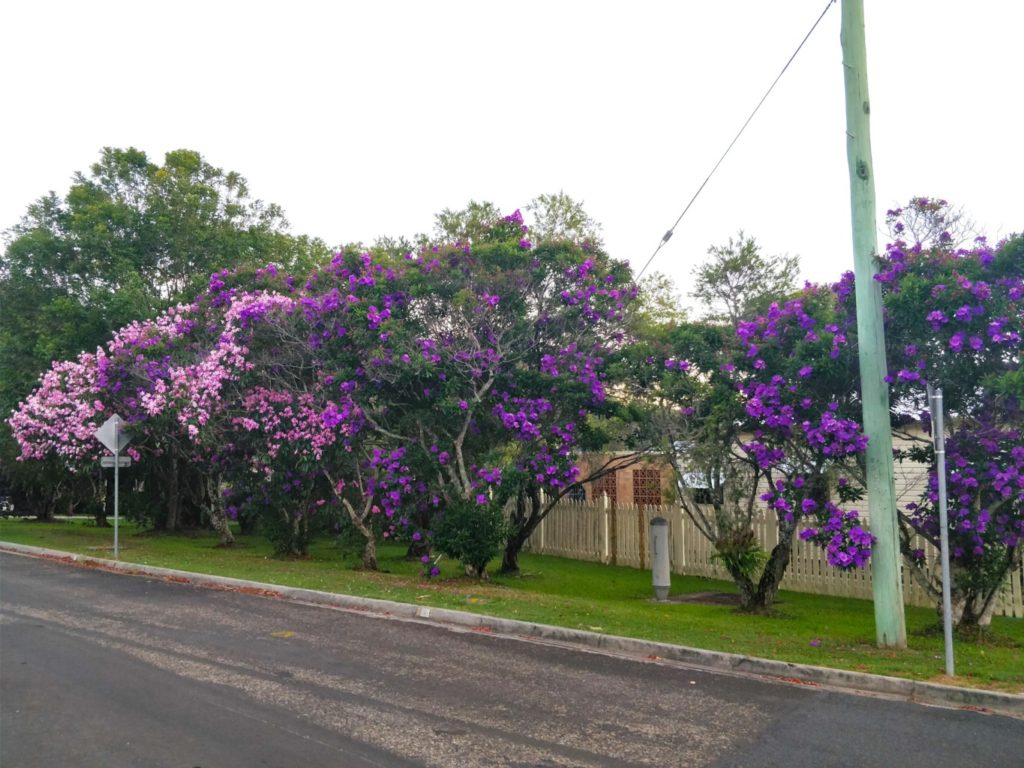 Purple bushes in bloom