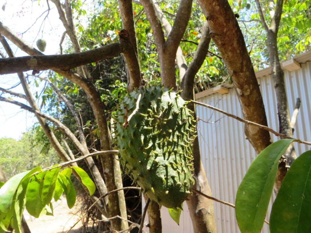 Durian Fruit, Percy Island