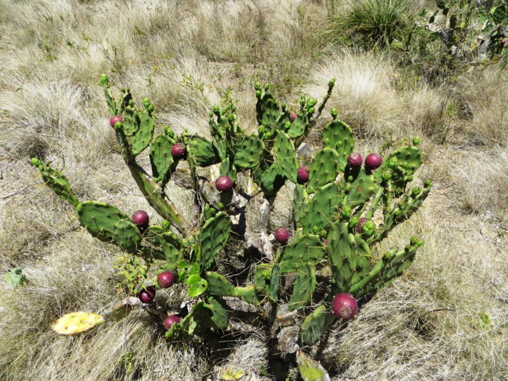 Prickly pears, Percy Island