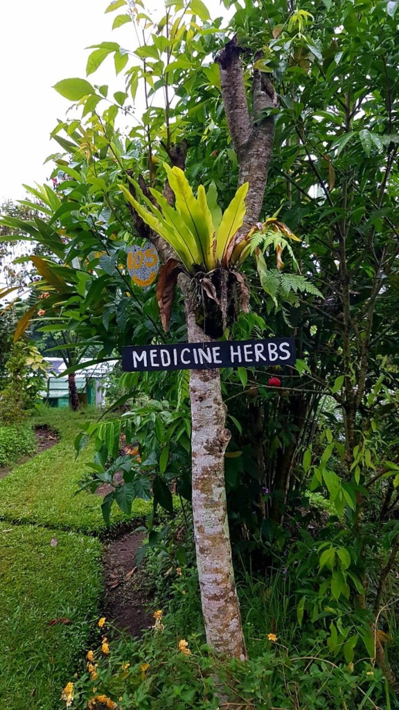 Bali Silent Retreat Medicine Herbs