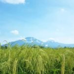 Bali Silent Retreat Ricefield View